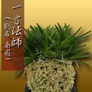 風蘭 富貴蘭 観葉植物 一寸法師 （別名 南国