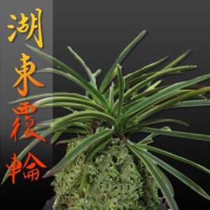 風蘭 富貴蘭 観葉植物 湖東覆輪