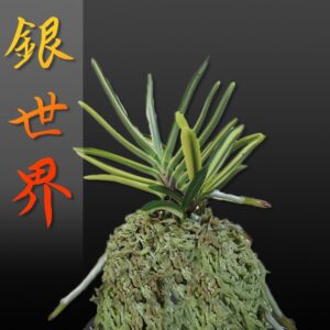 風蘭 富貴蘭 観葉植物 銀世界