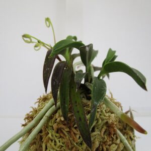 風蘭 富貴蘭 観葉植物 轡 虫
