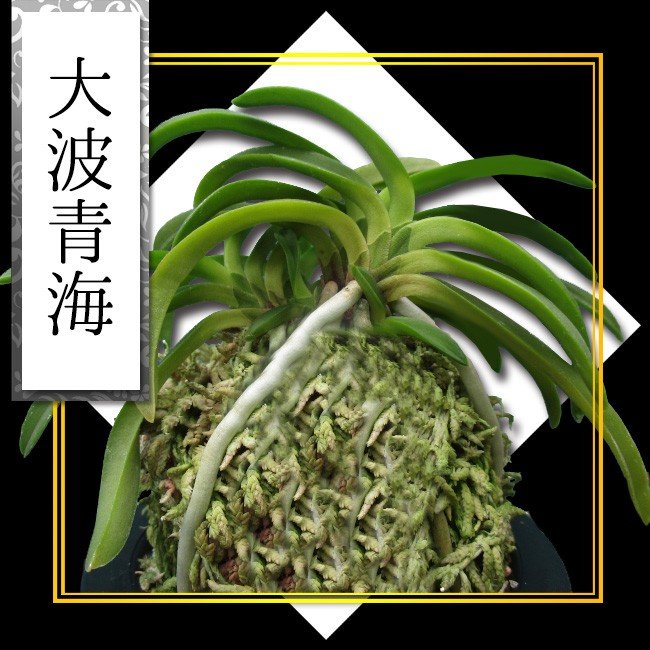 大波青海 | 風蘭 富貴蘭 観葉植物