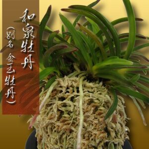 風蘭 富貴蘭 観葉植物 和泉牡丹 （別名 金玉牡丹）