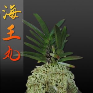 風蘭 富貴蘭 観葉植物 海王丸