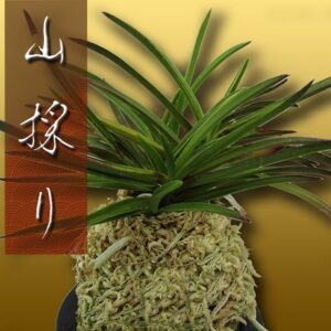 風蘭 富貴蘭 観葉植物 山採り