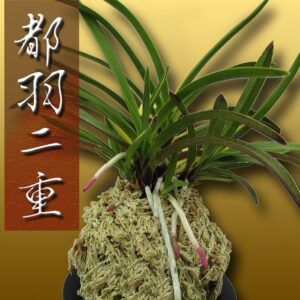 風蘭 富貴蘭 観葉植物 都羽二重