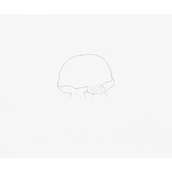 centelleo-shop_org-dsf-001_3
