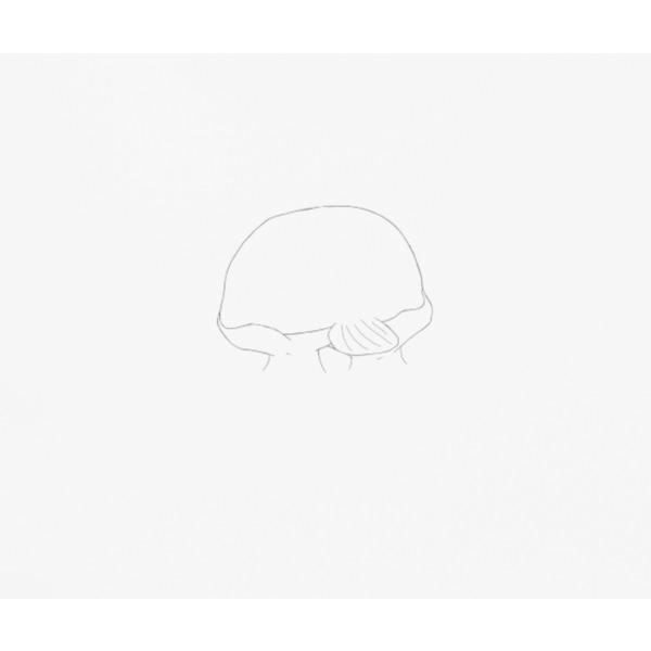 centelleo-shop_org-dsf-037_3